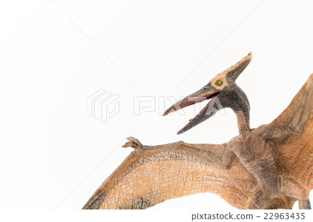 Pteranodon: Pteranodon 22963435