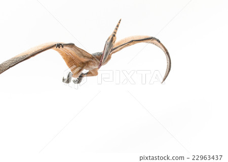 Pteranodon: Pteranodon Pteranodon: Pteranodon 22963437
