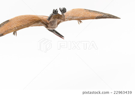 Pteranodon: Pteranodon Pteranodon: Pteranodon 22963439