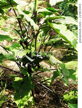 The basic is "three tailoring". A harvest of eggplants that can be enjoyed even on a veranda planter. 22963443