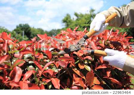 Pruning garden trees 22963464
