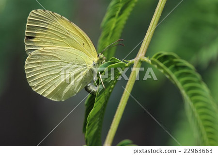 Spawning of Ginkgo 22963663