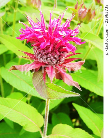 The figure is similar to a timothy, named from bright red and burning red. "Burning desire" of flower language is perfect. The figure is similar to a timothy, named from bright red and burning red. "Burning desire" of flower language is perfect. 22963738