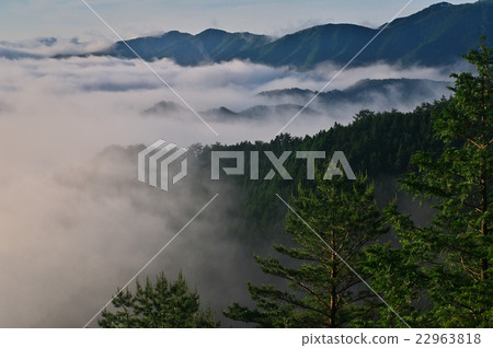 The sea of clouds and pine shone illuminated by the morning sun 22963818