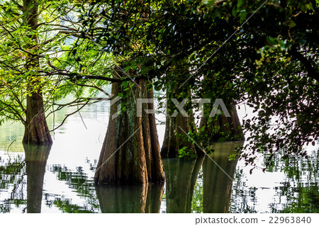 Sasaguri Kyudai no Mori 22963840