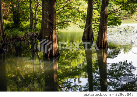 Sasaguri Kyudai no Mori 22963845