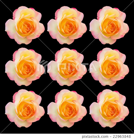 Set of realistic light pink mix yellow rose 22963848