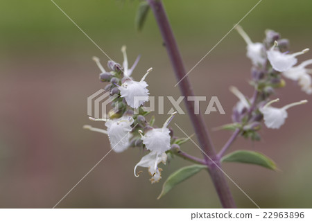 白色鼠尾草 22963896