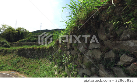 Ishigaki Rice paddy 10 Ishigaki Rice paddy 10 22963953