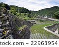 Ishigaki Rice paddy 10 22963954