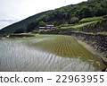 Ishigaki Rice paddy 10 22963955