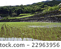 Ishigaki Rice paddy 10 22963956