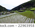 Ishigaki Rice paddy 10 22963958
