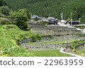 Ishigaki Rice paddy 10 22963959