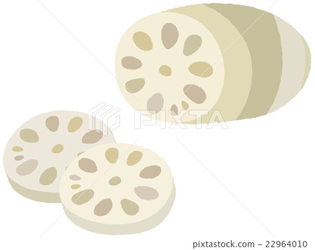 蓮藕 蓮藕 22964010