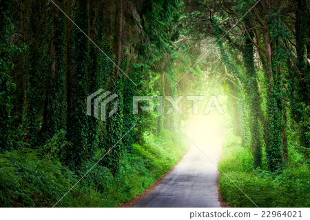 Road in magic dark forest from darkness to light 22964021