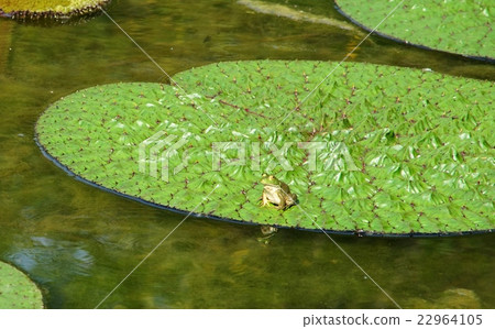 A frog 22964105