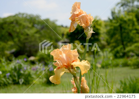 German iris 22964175