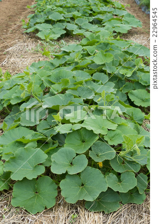 Pumpkin Field Pumpkin Field 22964545