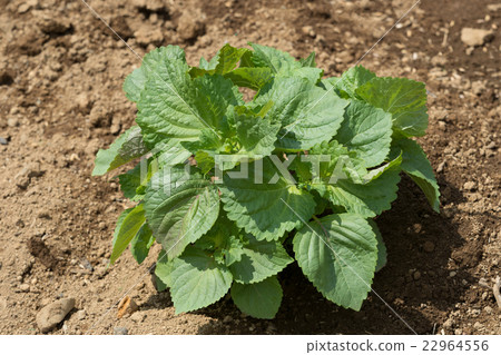 Ao-jyo field 22964556