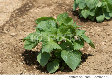 Ao-jyo field 22964560