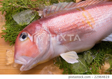 Sweet bream 22964619