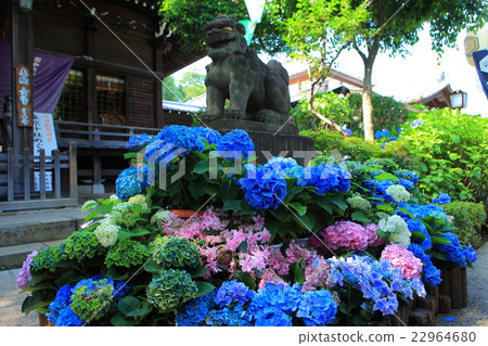 Hakusan Shrine Bunkyo繡球節 22964680