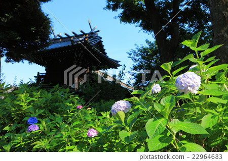 Hakusan Shrine Bunkyo Hydrangea Festival Hakusan Shrine Bunkyo Hydrangea Festival 22964683