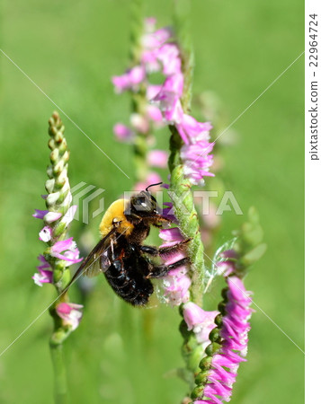 一隻大蜜蜂的熊參觀了螺旋燃燒器盛開的花園，另一隻是Kimnek熊的雄性 22964724