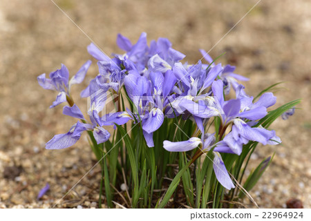 It is Ehimeume Yame of Kasaoka city Yoshida district Hakodate mountain shrine designated as rare wild animals and plants in Okayama prefecture. 22964924