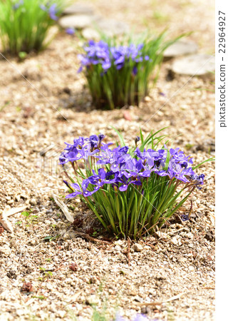 是岡山縣被指定為珍稀野生動植物的Kasaoka市吉田地區函館山神社的Ehimeume Yame。 22964927