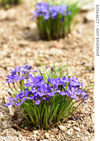 是岡山縣被指定為珍稀野生動植物的Kasaoka市吉田地區函館山神社的Ehimeume Yame。 22964928
