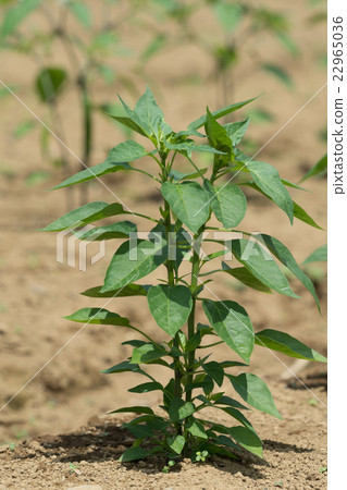 Capsicum field 22965036