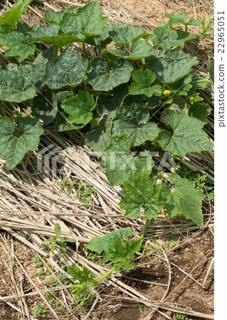 Tongan farm Tongan farm 22965051