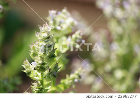 Clarice sage 22965277