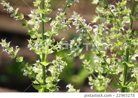 克拉麗絲聖人 克拉麗絲聖人 22965278