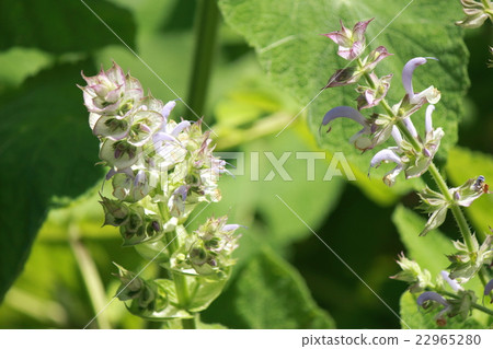 克拉麗絲聖人 22965280