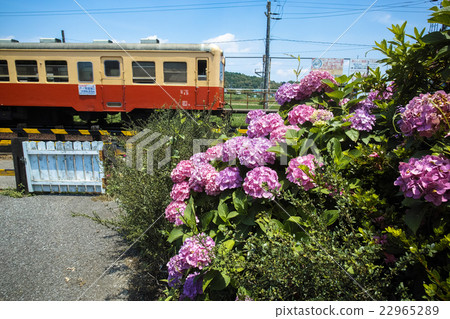 Hydrangea and Kominato railway 22965289