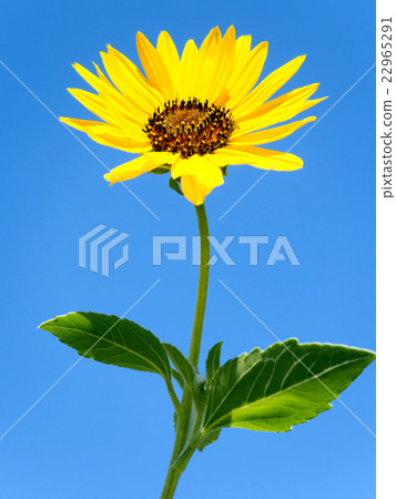 Summer sunflower 22965291