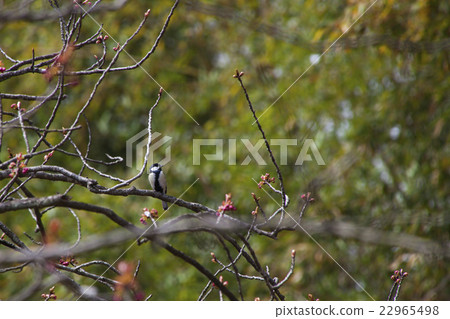 150412大鹽湖22 22965498