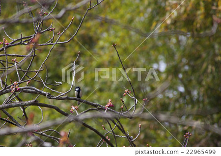 150412大鹽湖23 150412大鹽湖23 22965499