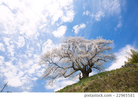 150422 Numata 12 150422 Numata 12 22965581