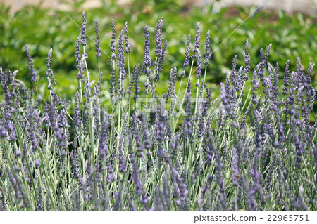 薰衣草格羅索 22965751
