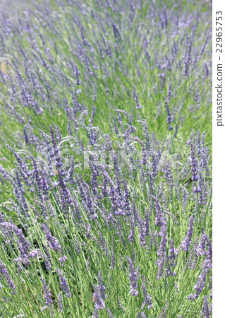 Lavender Grosso Lavender Grosso 22965753