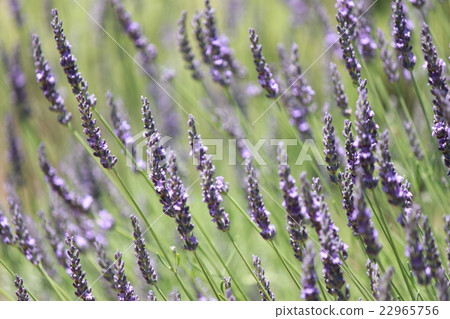 Lavender Grosso 22965756