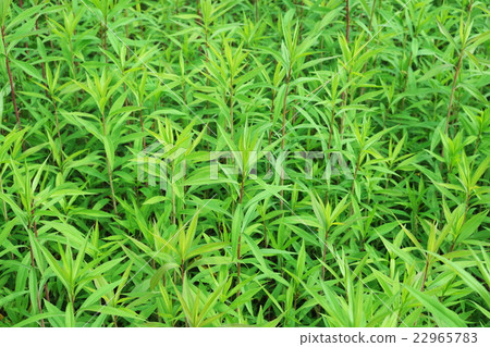 草背景 草背景 22965783