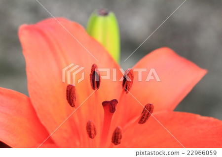 A living red flower (Yuri) that emerges fantastically in the morning sunshine A living red flower (Yuri) that emerges fantastically in the morning sunshine 22966059