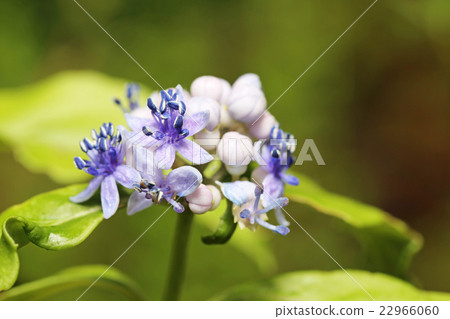 Jawsan Hydrangea 22966060