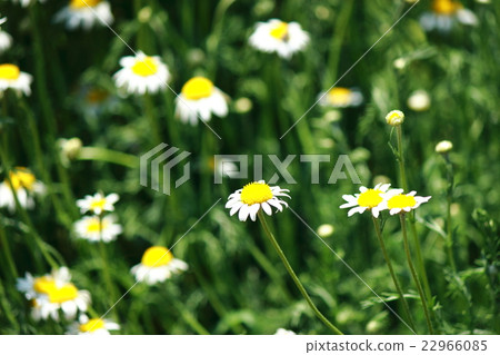 Roman chamomile 22966085