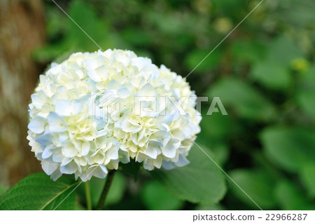 Hydrangea 1 22966287